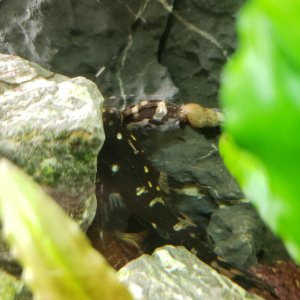 2019 9/11 Young Spotted Rafael Catfish
