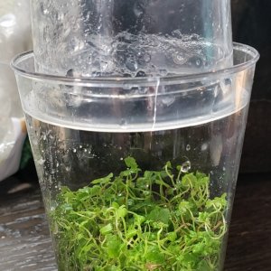 20191102  Hydrocotyle Japan Hydrocotyle just moved out of the cup which is on the top of it.