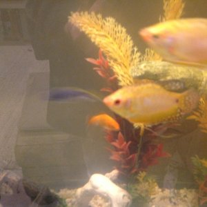 Golden Gourami, Gold Fish, Acei