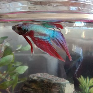 It all started with “Flasher” the fighting fish in a 1 gallon cookie jar $25 worth. After a week I decided he needed more room & a filtered tank! $100