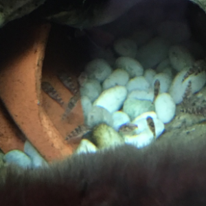 Sweet wee Krib fry, in the safely of their little cave