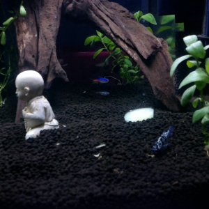 In picture: 2 neon tetras and 1 dalmatian molly :)
