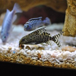 Synodontis feather finned cat; the only non-cichlid in this tank.