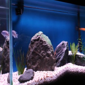 My 29 gallon aquarium