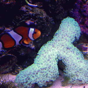 Hammer Coral and Clownfish (not mine)