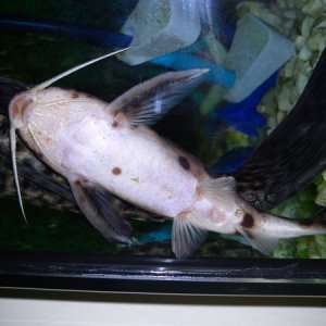Cuckoo catfish (Cou Cou)