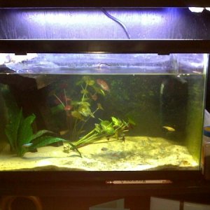 10gal for spiny soft shell