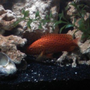My miniatus grouper
