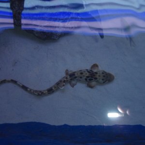 An earlier picture of the male epaulette shark.