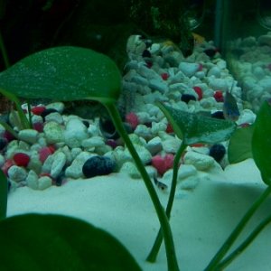 dalmation & cremesicle fry! about 5 days old!