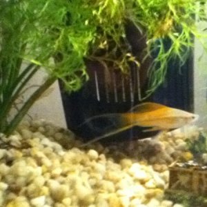 My male pineapple. one of the best tails i have seen on one. this pic. doesnt do him justice. very beautiful fish