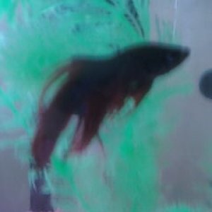 fataled Beata fish soskai
