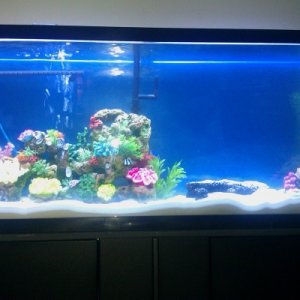 The first week my tank was set up...