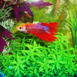 This is FishFace.. a cup betta from Petsmart who now lives in his own 10 gallon heated filtered tank.  His colour in the cup was a dull pink.. now he 