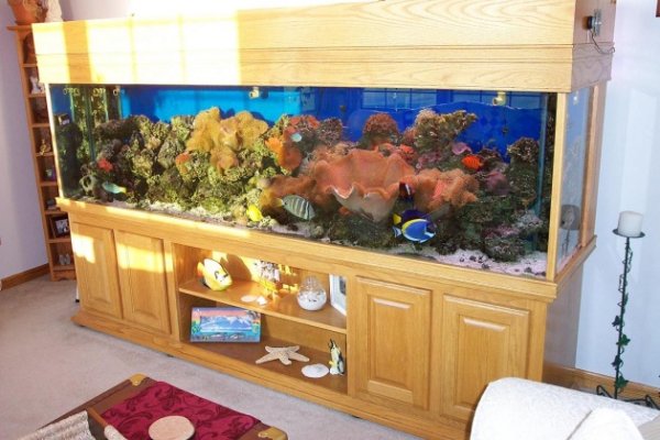 220 gallon fully stocked reef for sale in Ohio Aquarium Advice 