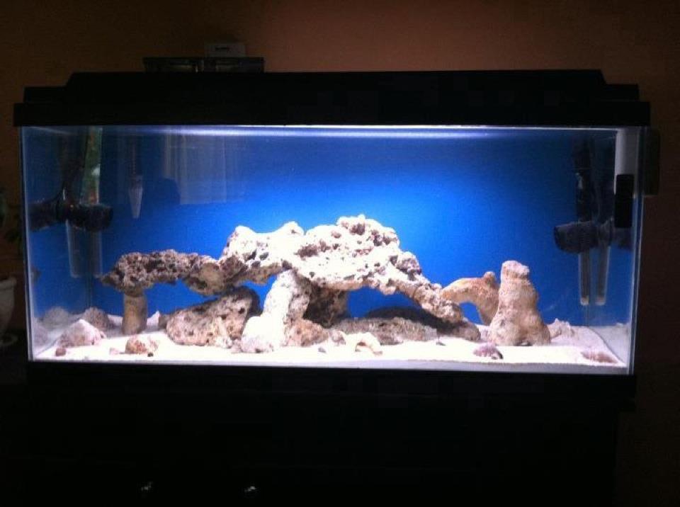 10 day old new sw tank with 14 hermit crabs