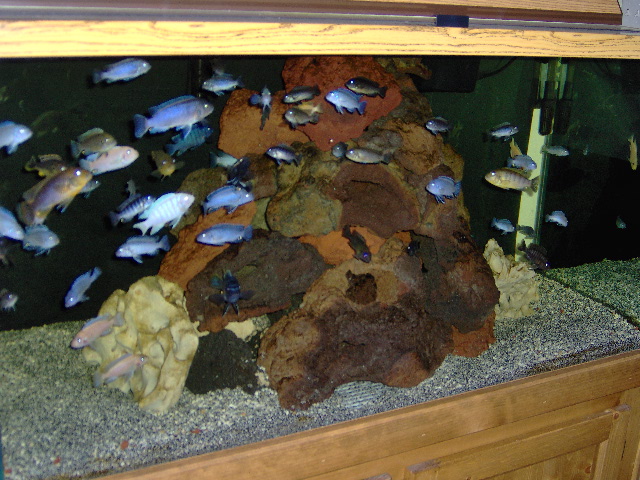 120 gallon with various mbuna and a few peacocks.