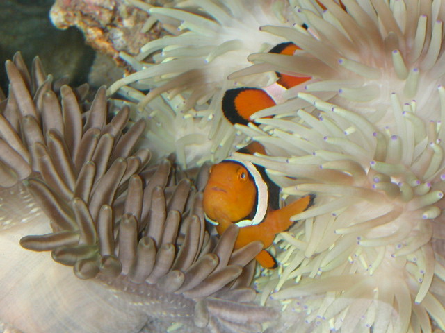 1855happy anemone 001 med