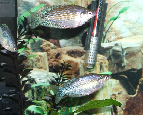 2 of my 3 australian rainbowfish. You can also see part of my female opaline gourami.