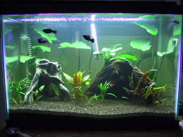 20 gal with new plants and new light...still need more plants :)