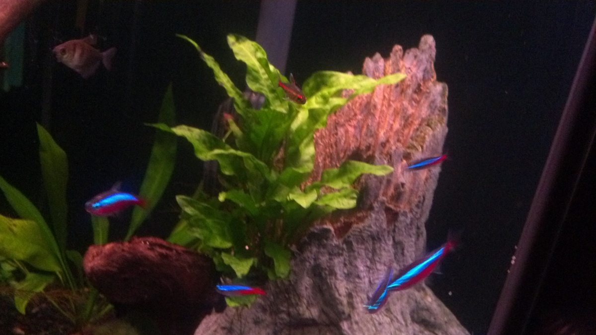 2014 02 06 Java Fern from 3 leaves to many