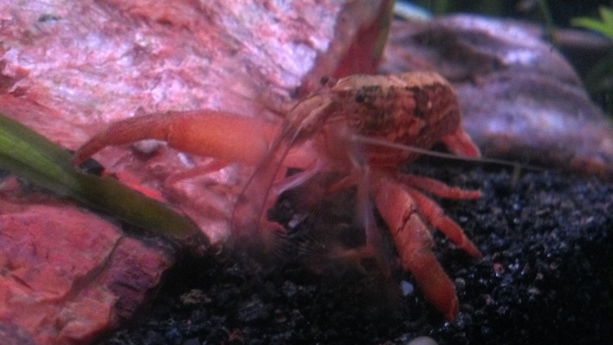 2014 2-6
Very big Bamboo Shrimp, he loves it in this spot, has mega flow here and he is fanning ALL the time!