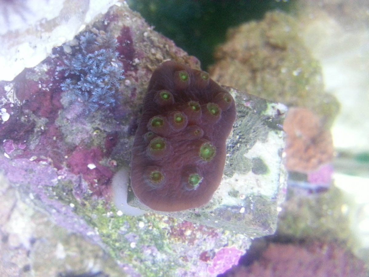 20150302 Chalice frag is growing.