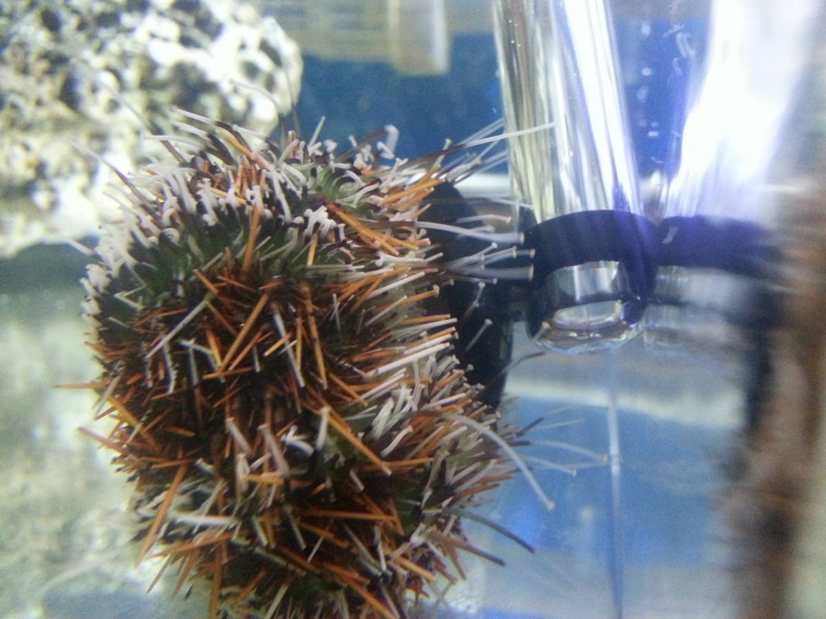 20150404 funny pic of the Urchin eating off the algae from inside the suction cup on the thermometer that was loose in the tank