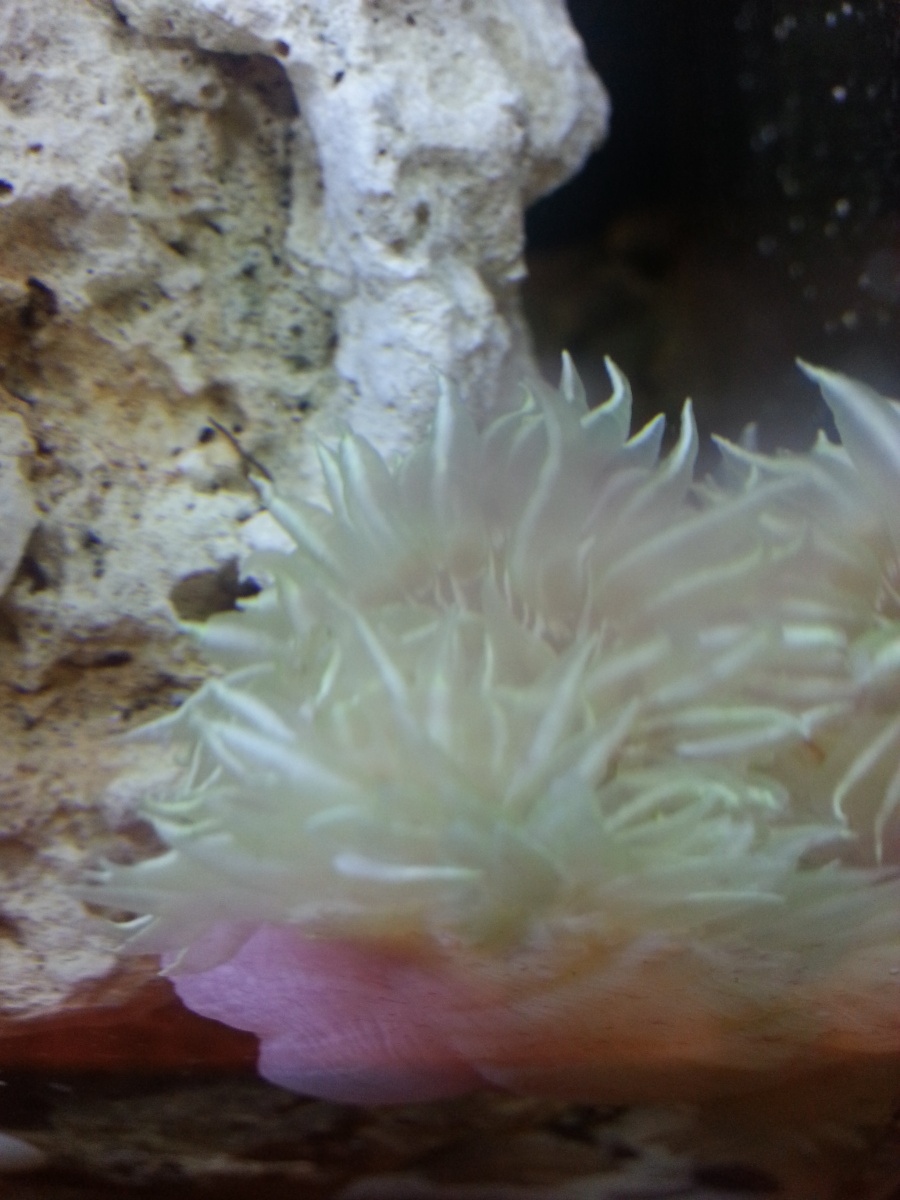20150409 Carribean Rock Anemone getting acclimated to its new home.