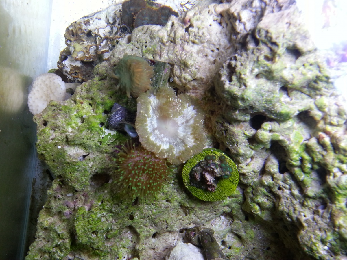 20150423 rock flower anemone right after he dropped into the tank.