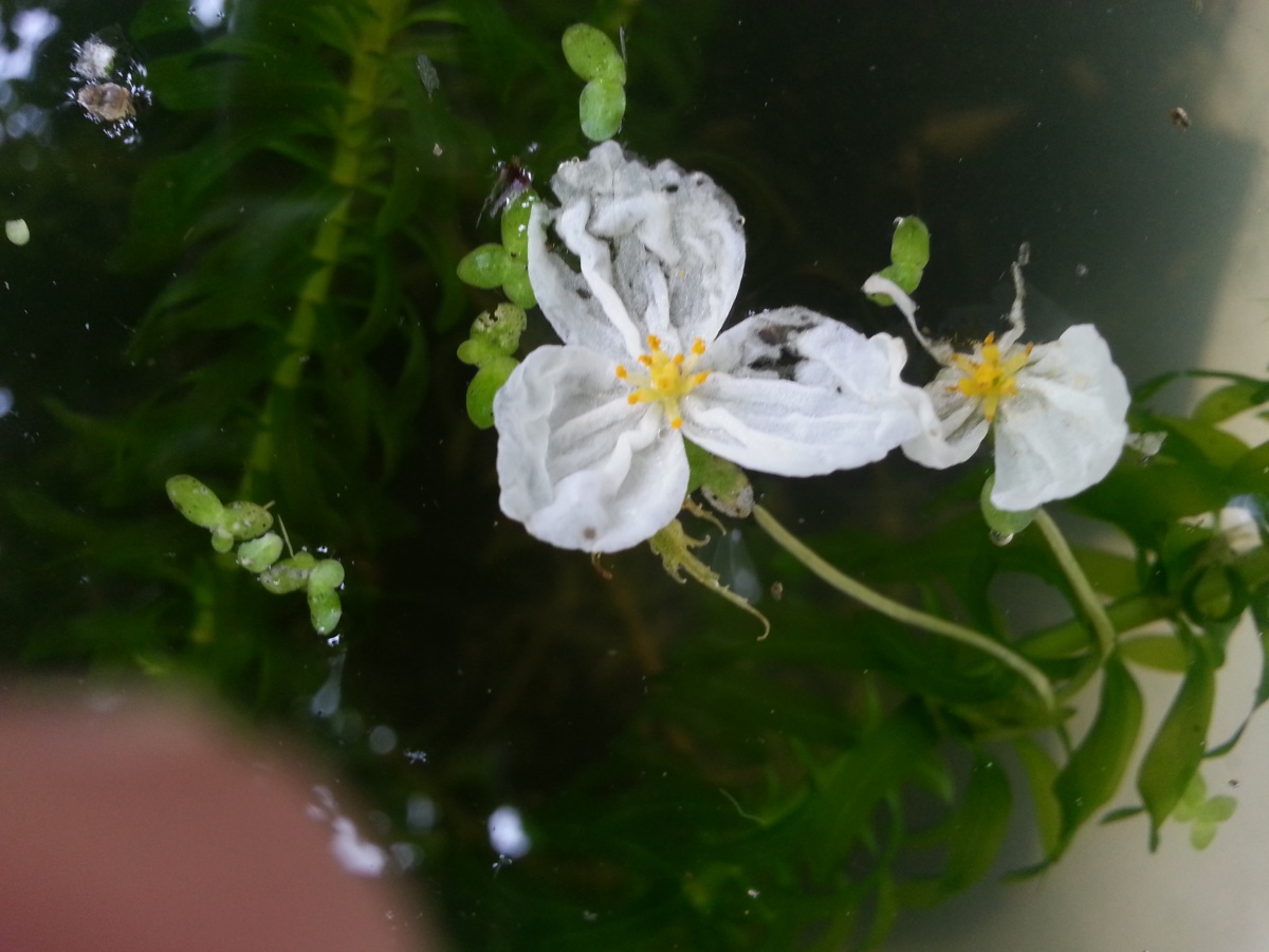 20150707 Water weed / Elodea flowers bloom for only one day
