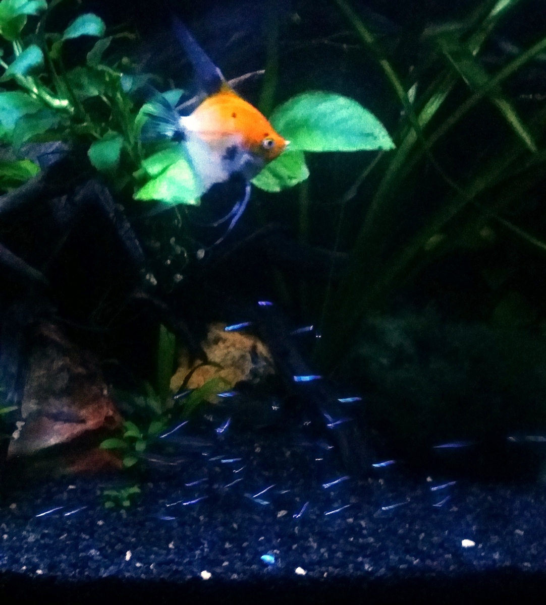 2016 8/28  Lots of Neons ~ 60 and a Koi Angel