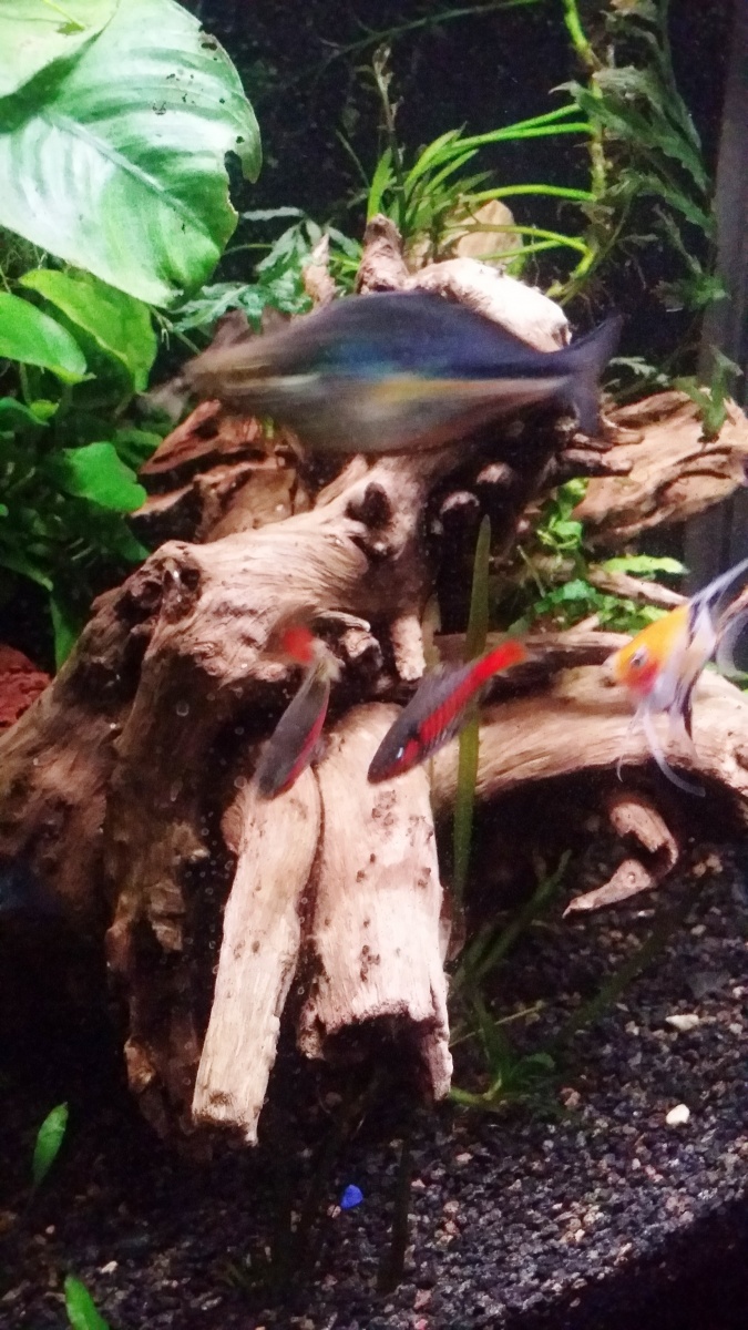 20160725  Turquoise Rainbow photobombed the pic of the Odessa Barbs and the little Koi Angel popped in to say hi and see if there was any food to eat.