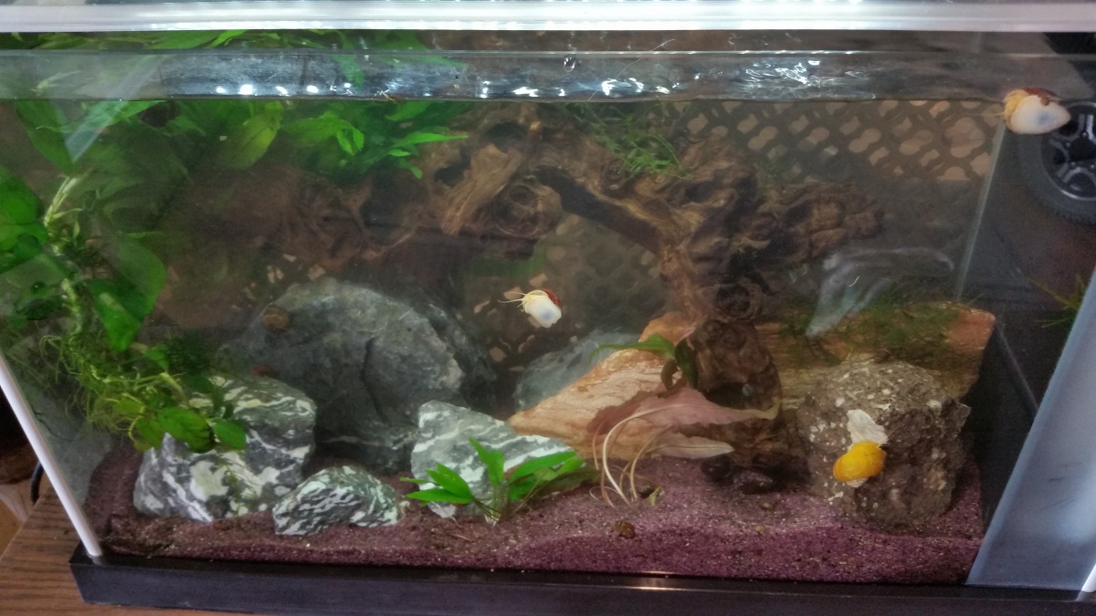 2018 10/06 
Spec as a harder water tank to support Mystery Snails, and Dwarf Crayfish and some yet to be determined harder water fish.  Maybe a Betta.