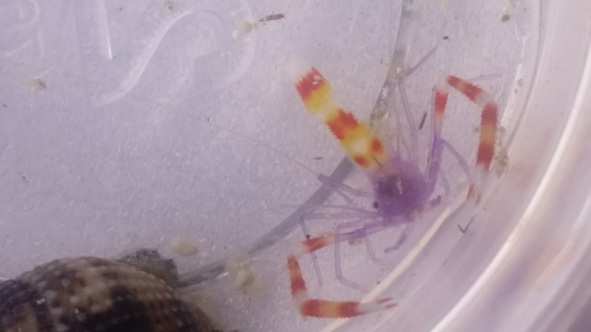 20180120 New Coral Banded shrimp with some blue color!!!