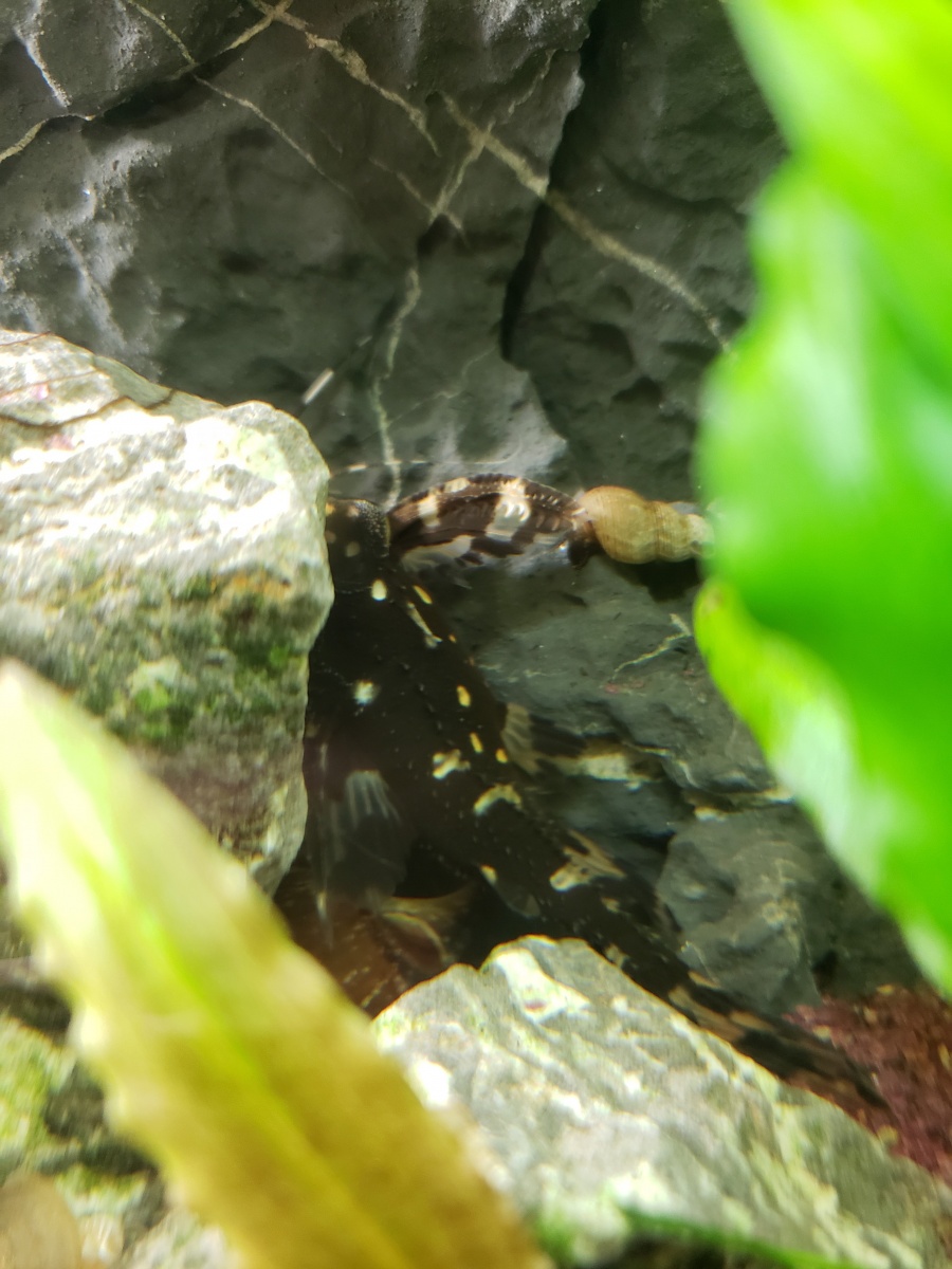 2019 9/11 Young Spotted Rafael Catfish