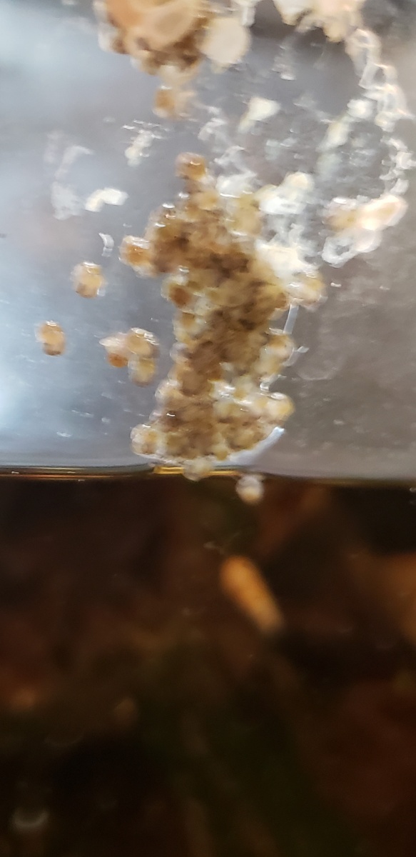 20190701 Blue Mystery snail eggs - babies busted out today!