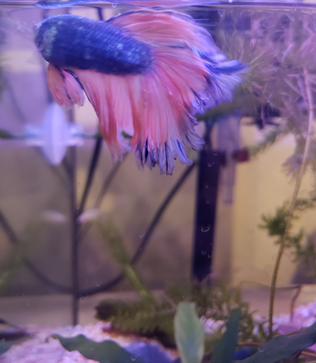20190826 Imported Thai Betta  Phoenix - Look how much blue has grown on his tail!