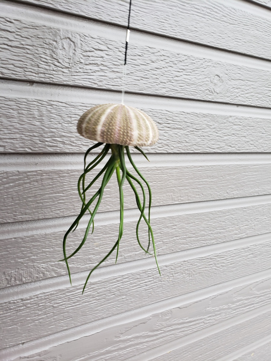 20190921 4 inch across Urchin shell and 8/10" long "Jellyfish" styled air plant  <3  Tillandsia bulbosa
