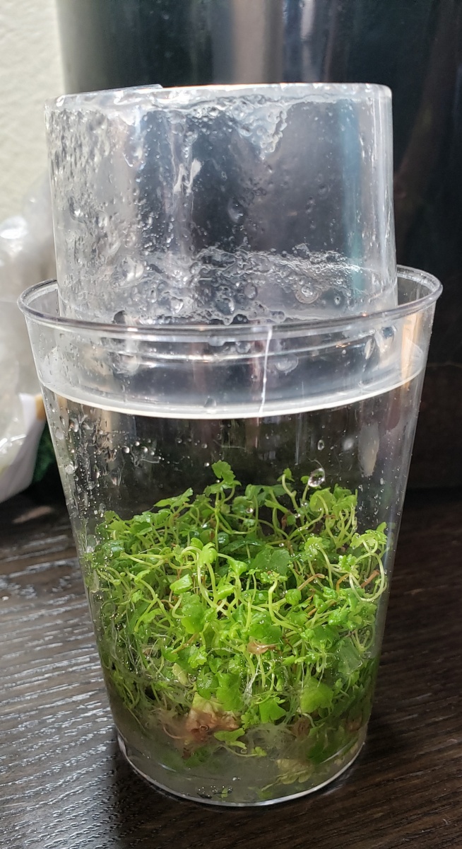 20191102  Hydrocotyle Japan Hydrocotyle just moved out of the cup which is on the top of it.