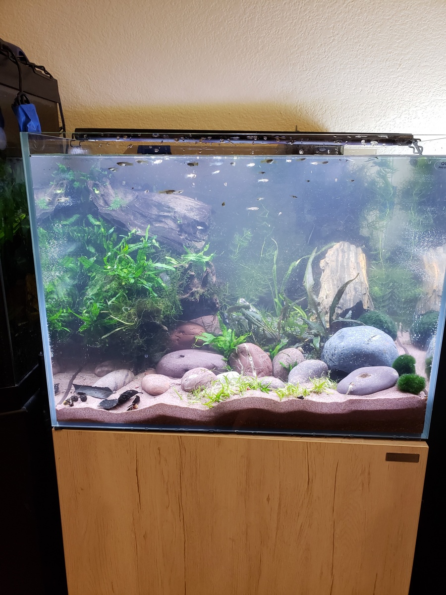20200118 filled and fish in but not yet completed with the scape.