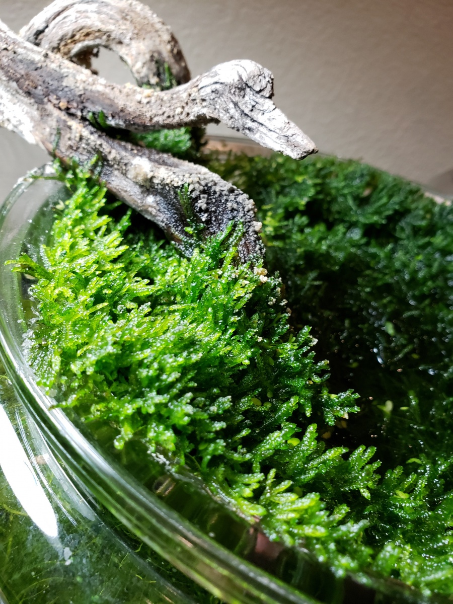 20200223 moss jar 2.5 years old
started around August 2017 now Feb 2020