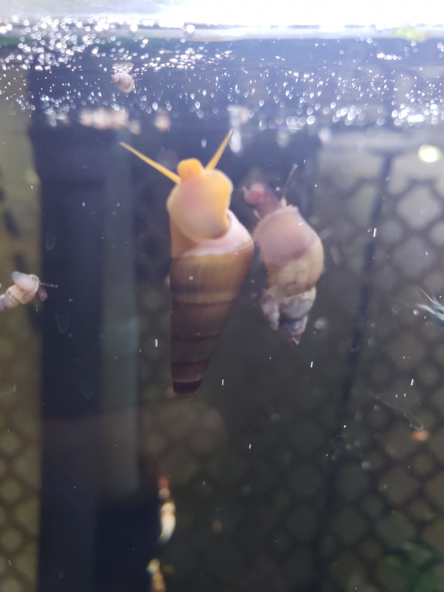 20210913 Rabbit snail baby is growing up and seems to have befriended a big MTS
