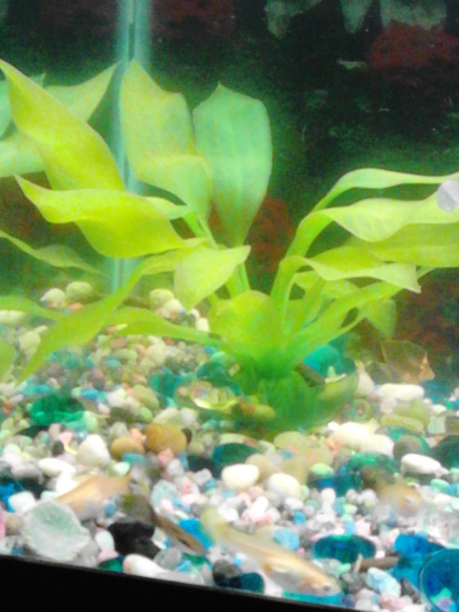 20g tank: Guppy crowded trying to eat my pleco's algae wafer. ottom left coner