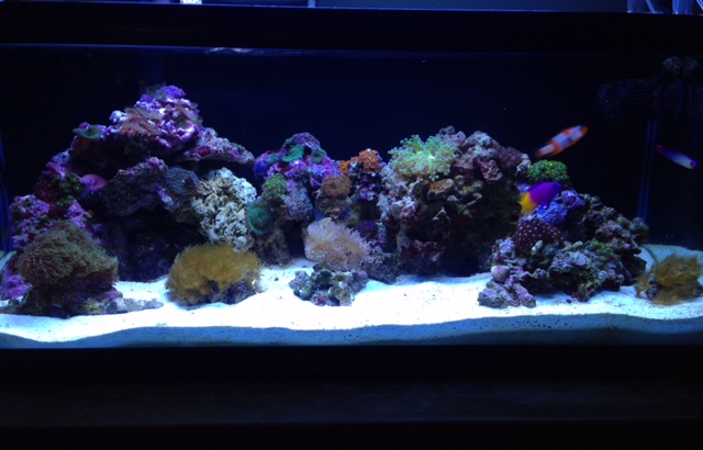 20L nano reef