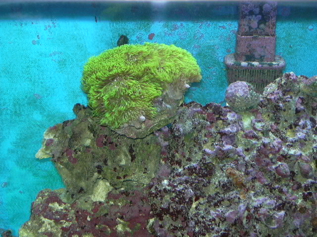 2602tank corals 001 med