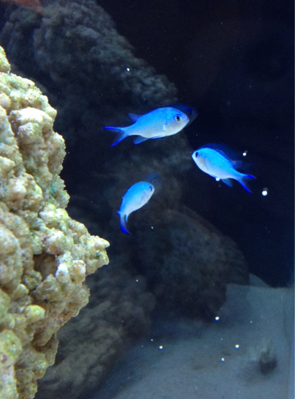 3 chromis (only 1 left) one was a bully. The weakest & the bully have passed :-(
