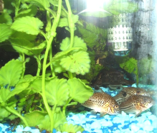 3 of my corys and Cliff hanging out at the Hop.