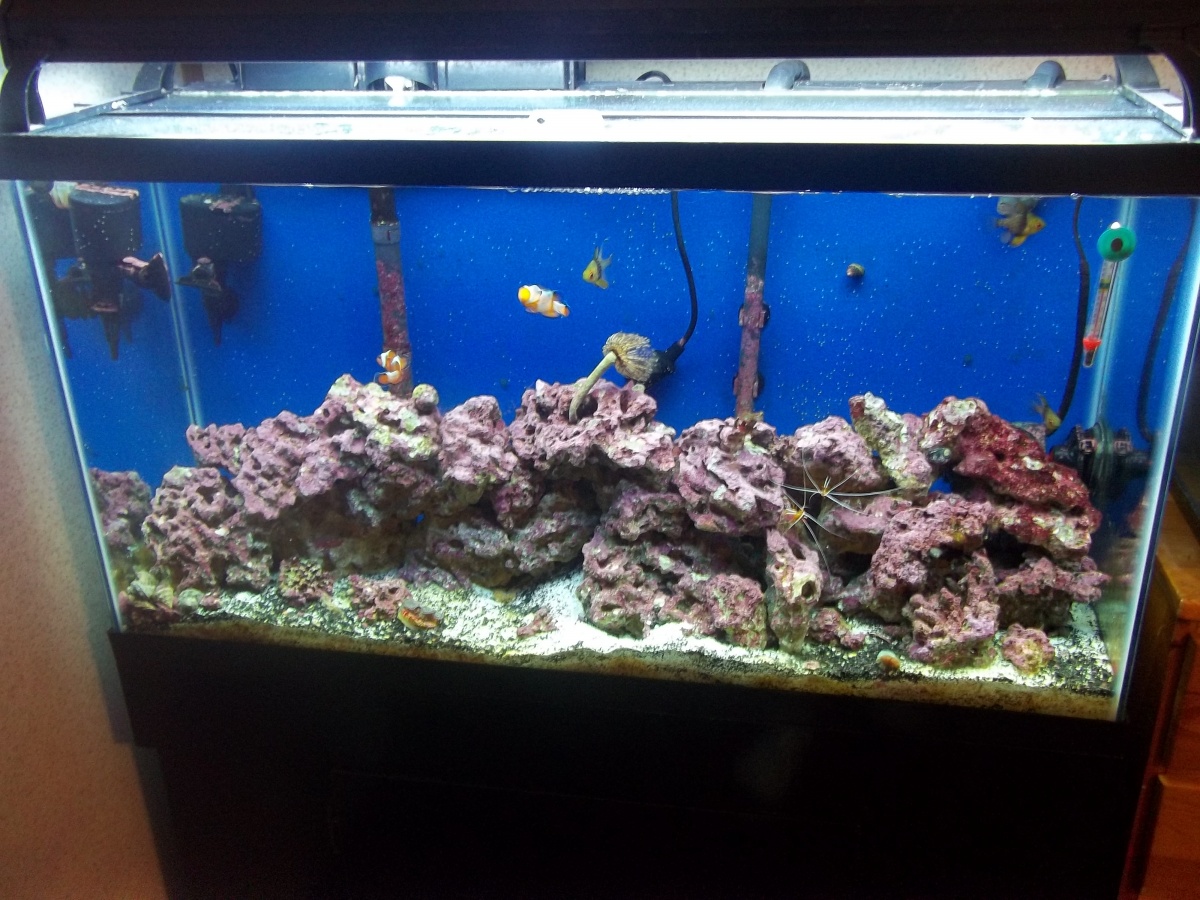 38 gallon,  Aquarium was started Aug. 2010.  We cycled with just a few pieces of live rock and the rest was base rock.  It took 6-8 weeks to fully cyc