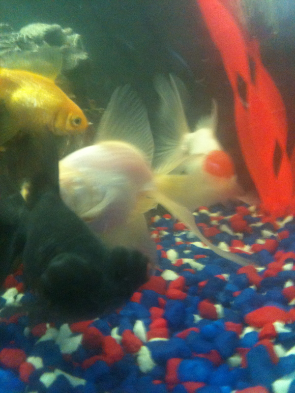 4/5 of my fancy goldfish two fantails oranda and black moor